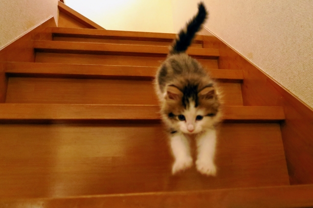 階段を駆け下りる子猫