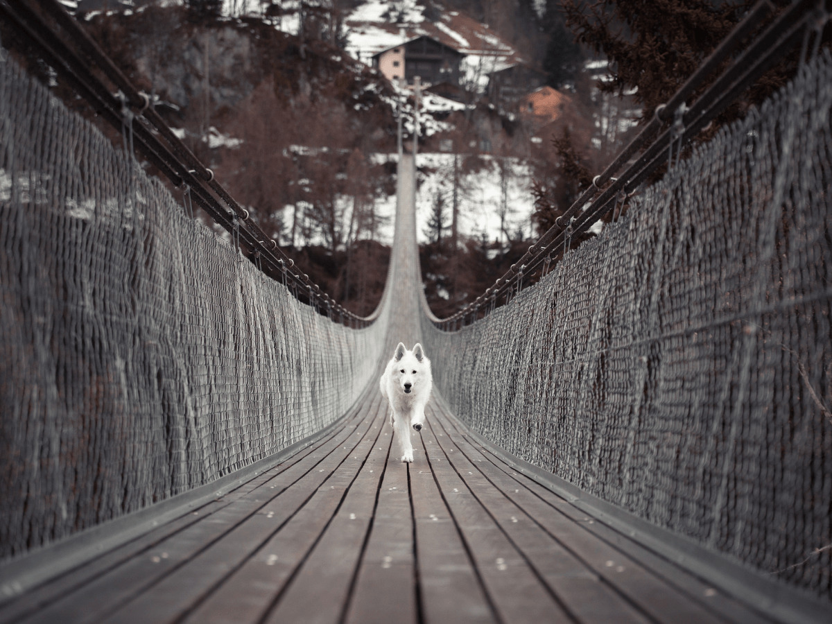 橋の上を走ってくる犬
