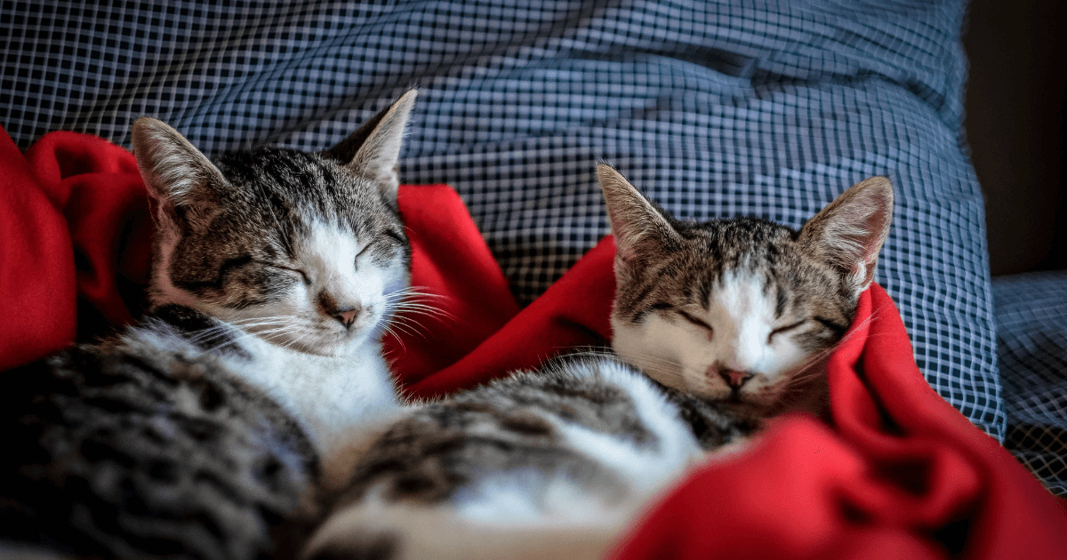 並んで寝ている2匹の猫