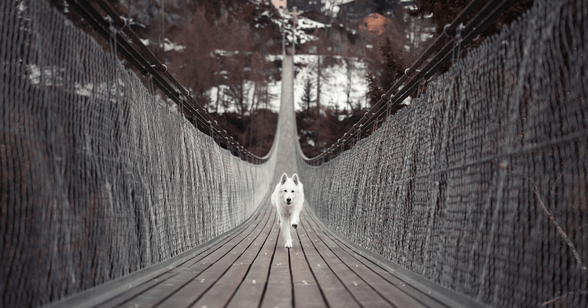 橋の上を走る犬