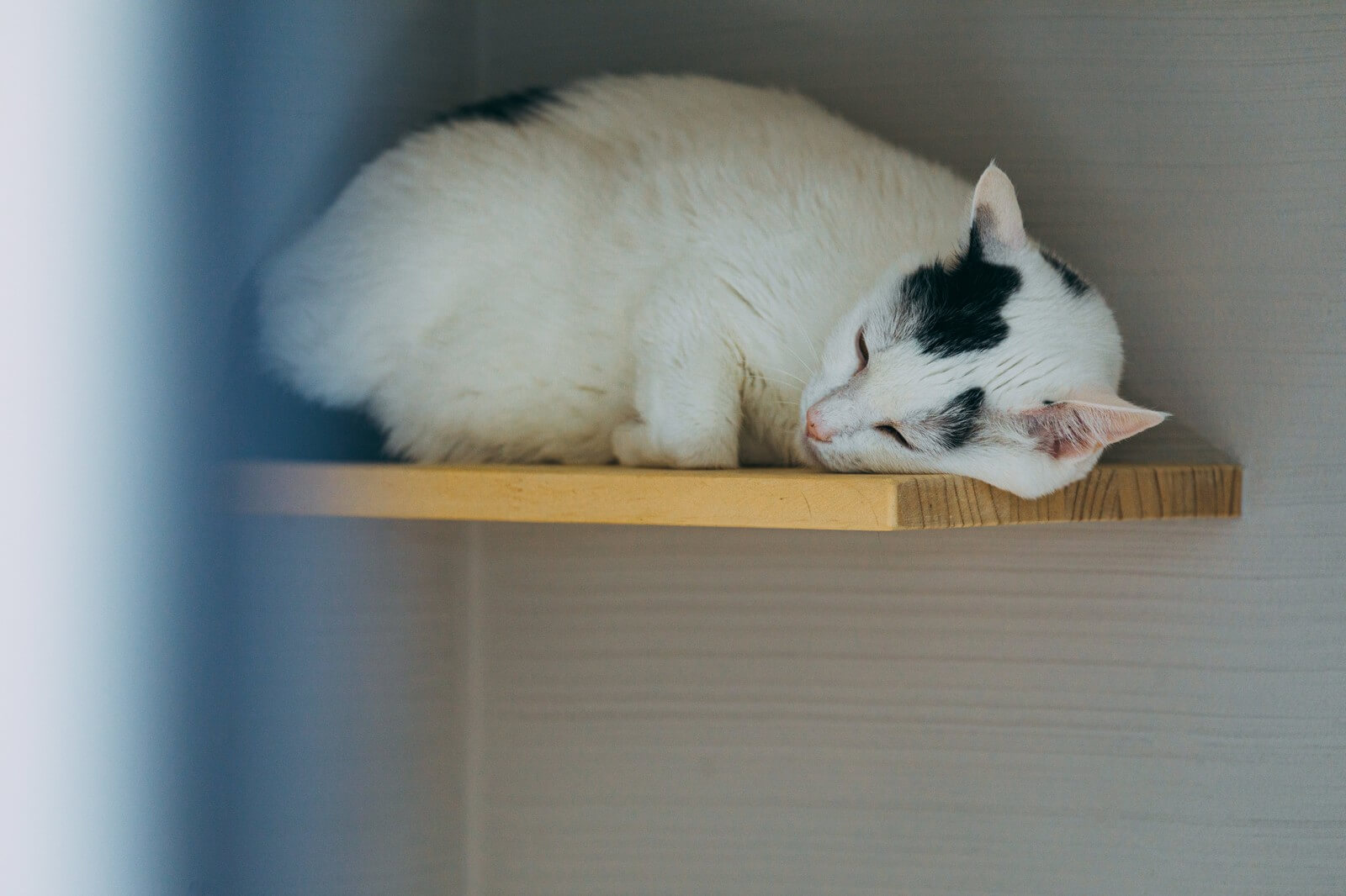 高所で寝ている猫
