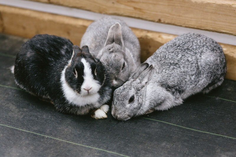 身を寄せある黒×白のウサギと1匹と、グレーのうさぎ2匹