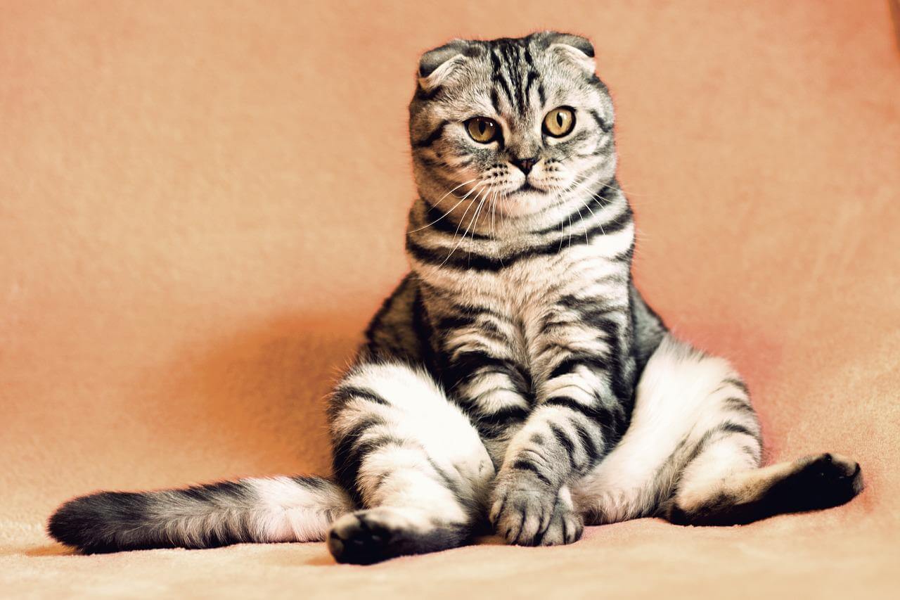 オレンジの背景を背に、腰を立てて座っているブラック × グレーのネコ
