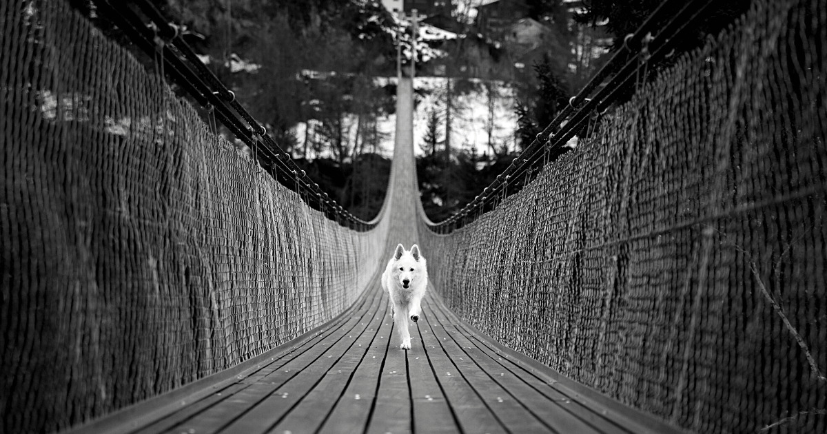 橋の向こうから走ってくる犬