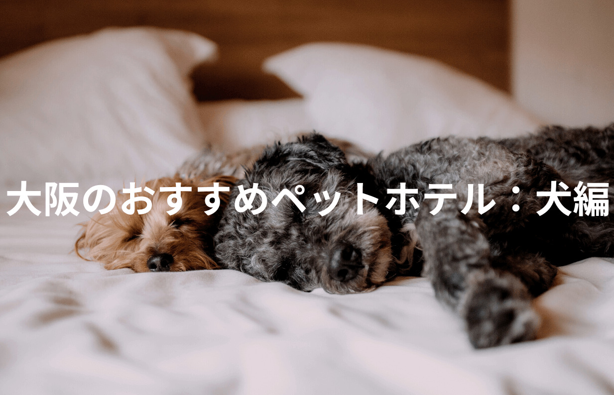 大阪のおすすめペットホテル：犬編 