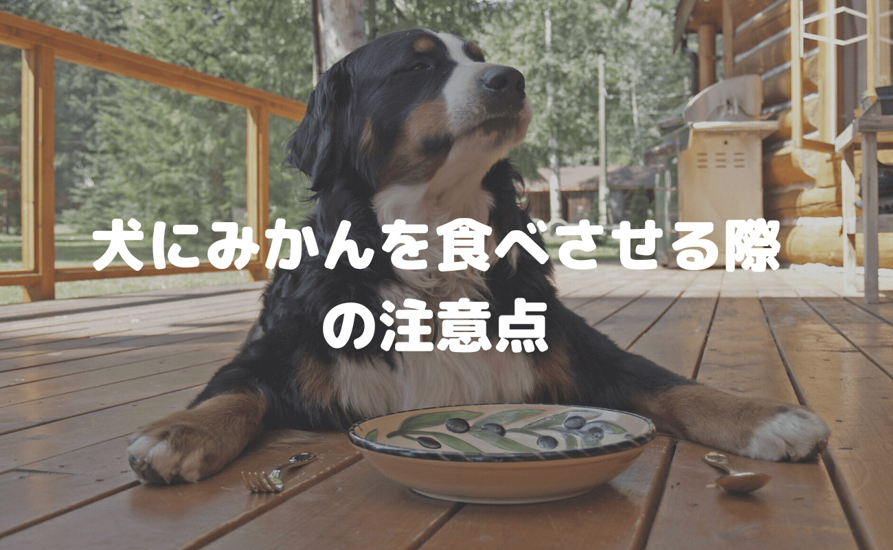 犬にみかんを食べさせる際の注意点