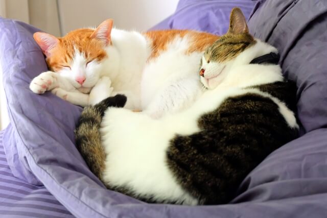 白×茶色のネコと白×黒のネコが、紫色のソファーの上で寄り添いながら眠っている様子