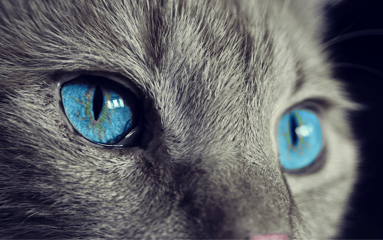 グレーの毛並みに鮮やかな青色の瞳をした猫のアップ写真